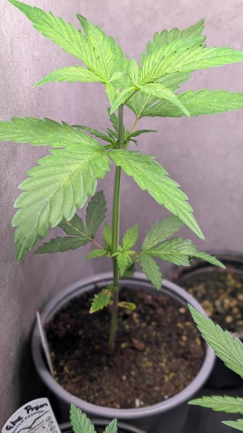 Purple Lemonade Auto Fast Buds Outdoor. Week 4 - Day 25