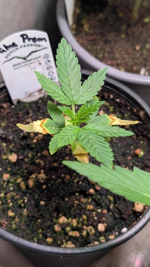 Glue Prom Walipini Seeds. Week 4 - Day 25