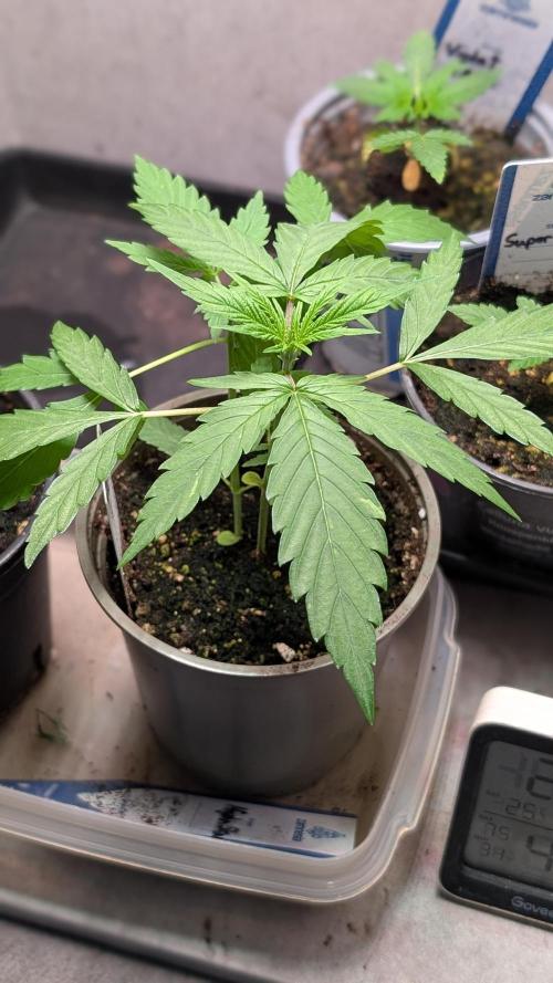 Strawberry Cola Sherbet F1 Sweet Seeds. Week 3 - Day 20