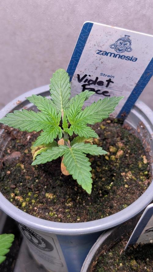 Violet Face Auto Anesia Seeds. Week 3 - Day 20