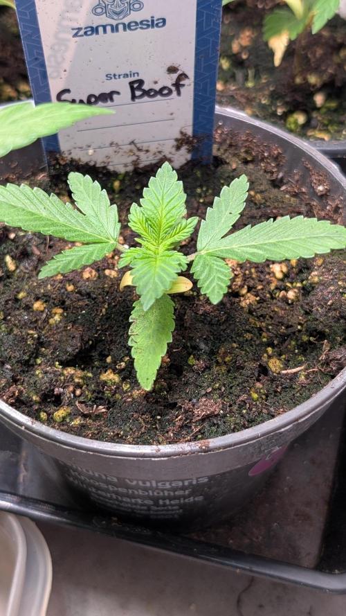 Super Boof Weed Seed Shop. Week 3 - Day 20