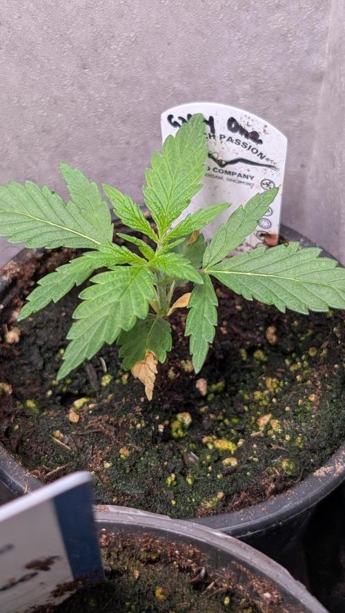 The Gassy One Super Sativa Seed Club. Week 3 - Day 20