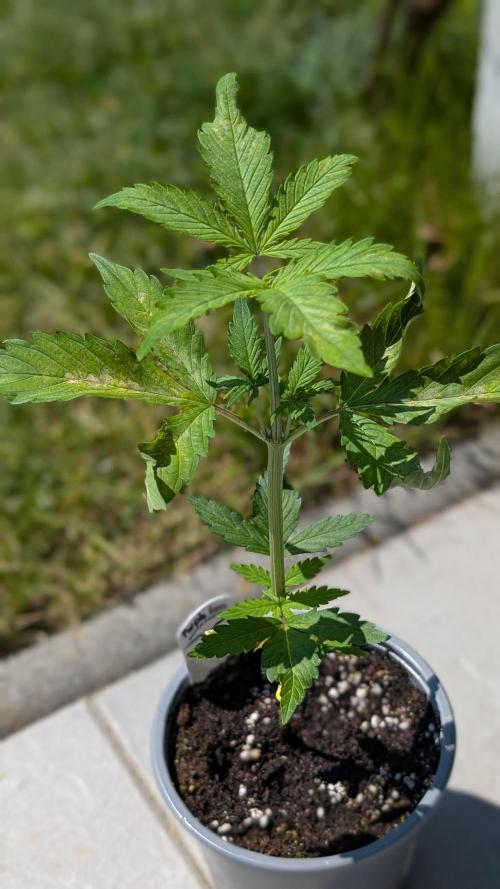 Purple Lemonade Auto Fast Buds Outdoor. Week 4 - Day 27