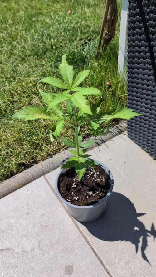 Purple Lemonade Auto Fast Buds Outdoor