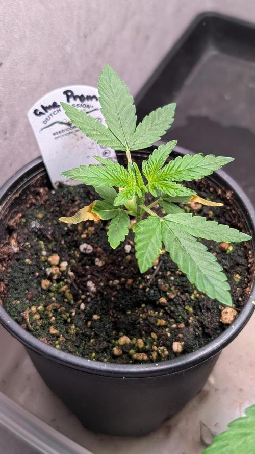 Glue Prom Walipini Seeds. Week 4 - Day 27