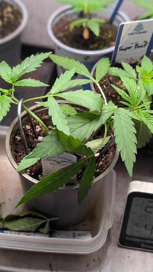 Strawberry Cola Sherbet F1 Sweet Seeds. Week 3 - Day 21