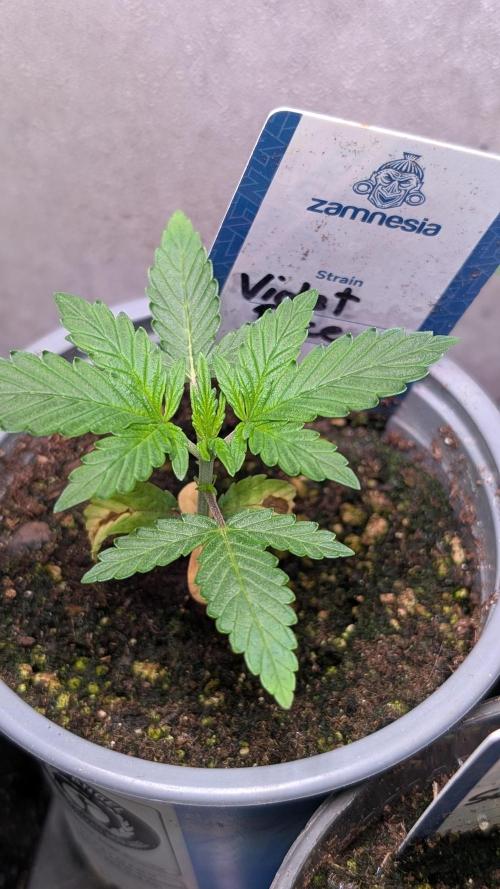 Violet Face Auto Anesia Seeds. Week 3 - Day 21