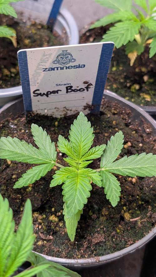 Super Boof Weed Seed Shop. Week 3 - Day 21