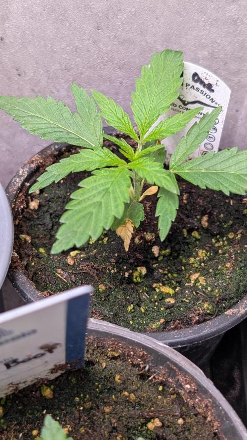 The Gassy One Super Sativa Seed Club. Week 3 - Day 21