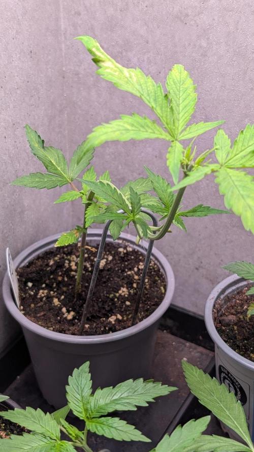 Purple Lemonade Auto Fast Buds Outdoor. Week 4 - Day 28