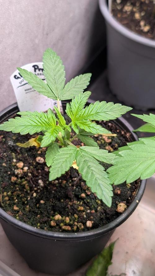 Glue Prom Walipini Seeds. Week 4 - Day 28