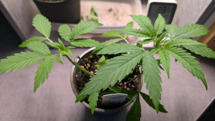 Strawberry Cola Sherbet F1 Sweet Seeds. Week 4 - Day 23