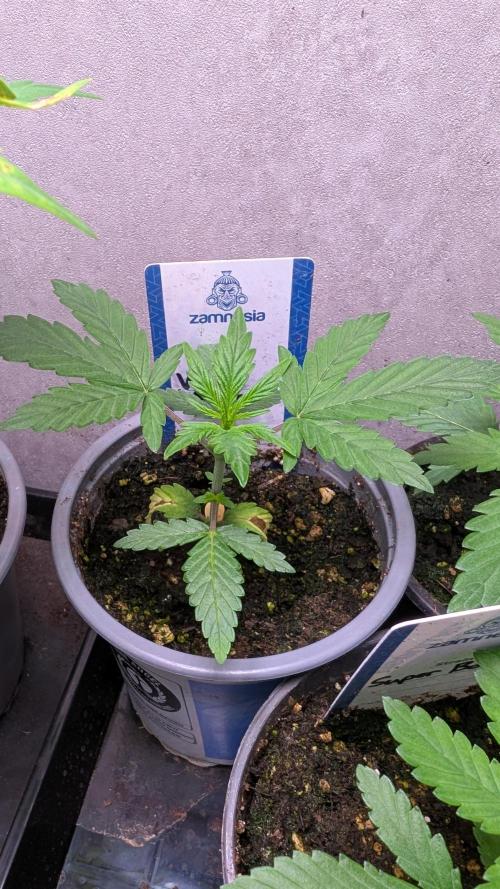 Violet Face Auto Anesia Seeds. Week 4 - Day 23
