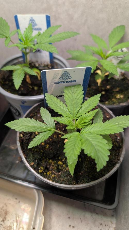 Super Boof Weed Seed Shop. Week 4 - Day 23