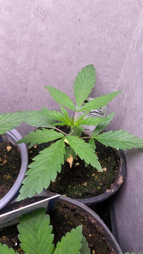 The Gassy One Super Sativa Seed Club. Week 4 - Day 23