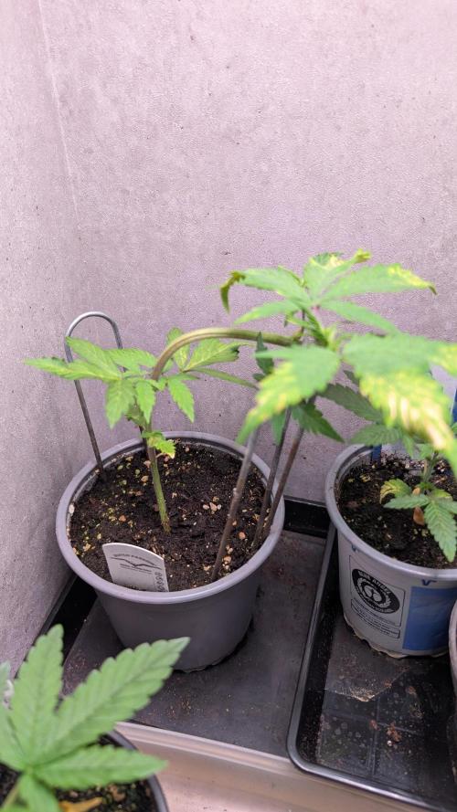 Purple Lemonade Auto Fast Buds Outdoor. Week 5 - Day 30