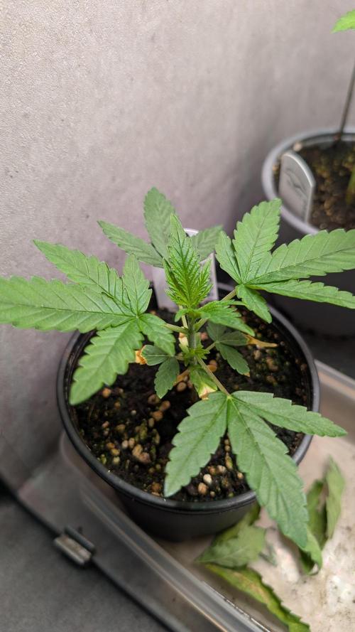 Glue Prom Walipini Seeds. Week 5 - Day 30
