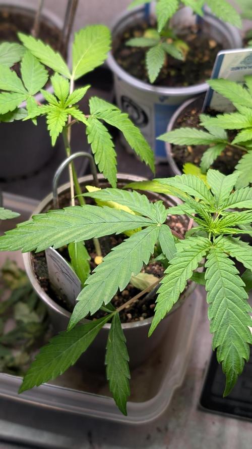 Strawberry Cola Sherbet F1 Sweet Seeds. Week 4 - Day 25