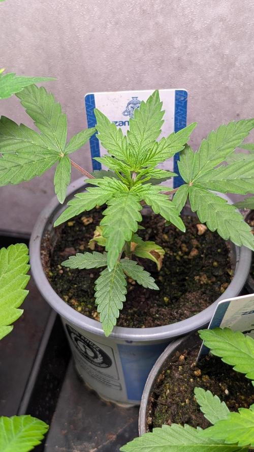 Violet Face Auto Anesia Seeds. Week 4 - Day 25