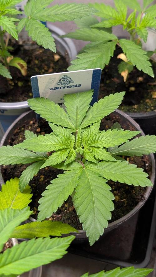 Super Boof Weed Seed Shop. Week 4 - Day 25