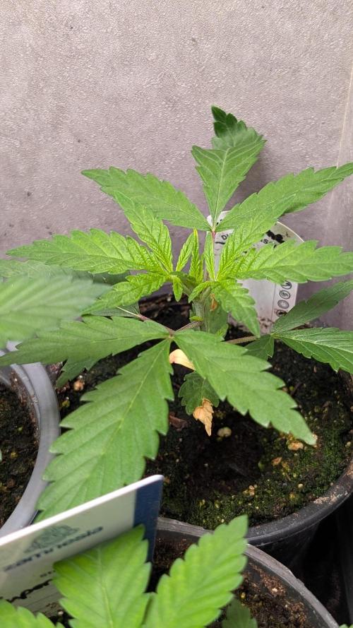 The Gassy One Super Sativa Seed Club. Week 4 - Day 25