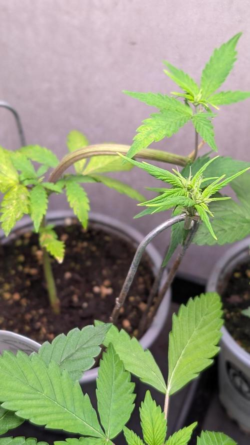 Purple Lemonade Auto Fast Buds Outdoor. Week 5 - Day 32