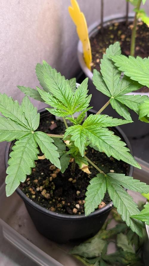 Glue Prom Walipini Seeds. Week 5 - Day 32