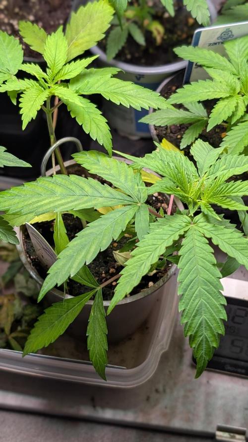 Strawberry Cola Sherbet F1 Sweet Seeds. Week 4 - Day 27