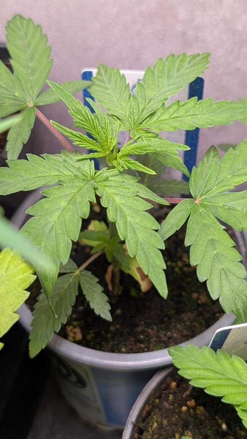 Violet Face Auto Anesia Seeds. Week 4 - Day 27