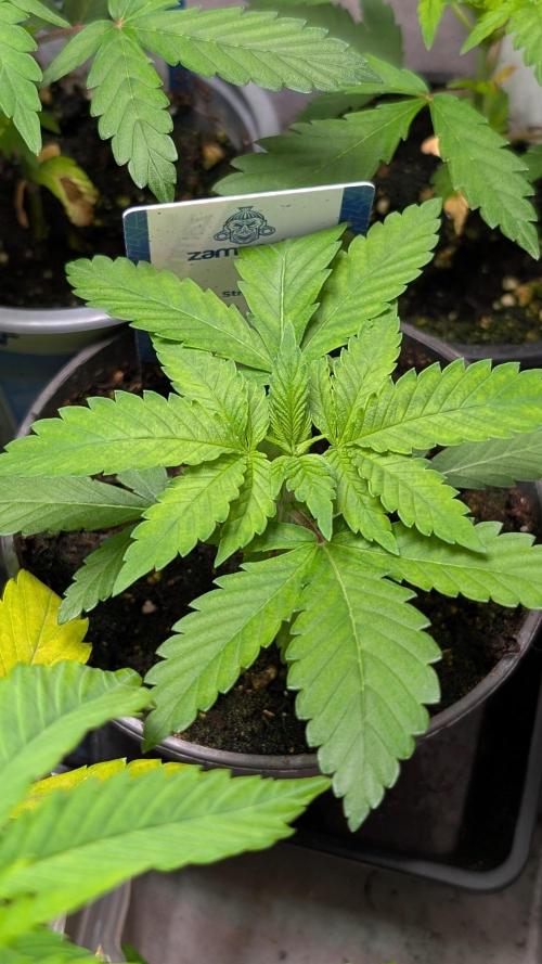 Super Boof Weed Seed Shop. Week 4 - Day 27 