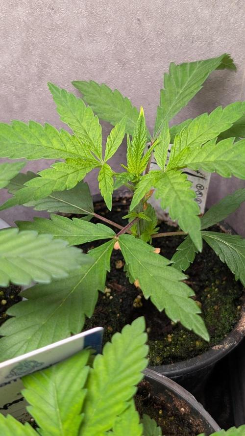 The Gassy One Super Sativa Seed Club. Week 4 - Day 27 