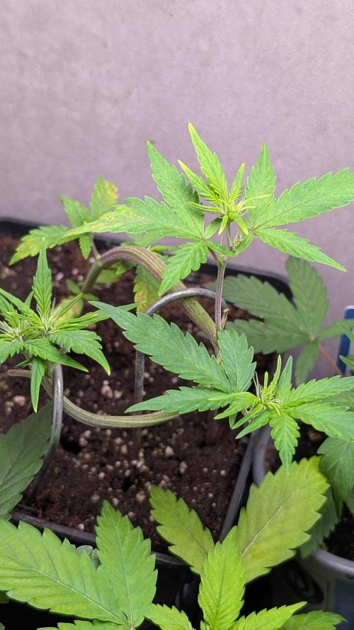 Purple Lemonade Auto Fast Buds Outdoor. Week 5 - Day 34