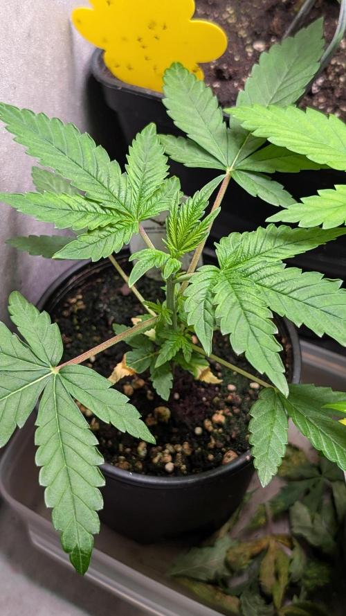 Glue Prom Walipini Seeds. Week 5 - Day 34