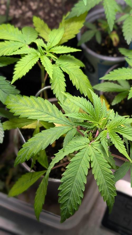Strawberry Cola Sherbet F1 Sweet Seeds. Week 4 - Day 28