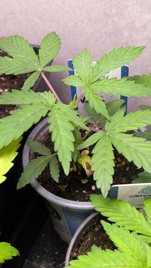 Violet Face Auto Anesia Seeds. Week 4 - Day 28