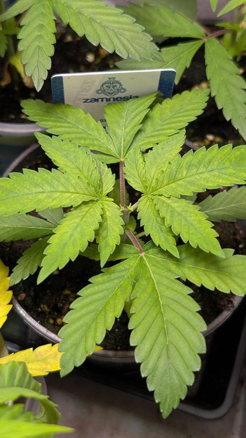 Super Boof Weed Seed Shop. Week 4 - Day 28