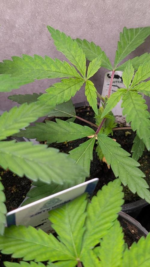 The Gassy One Super Sativa Seed Club. Week 4 - Day 28