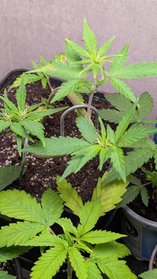 Purple Lemonade Auto Fast Buds Outdoor. Week 5 - Day 35