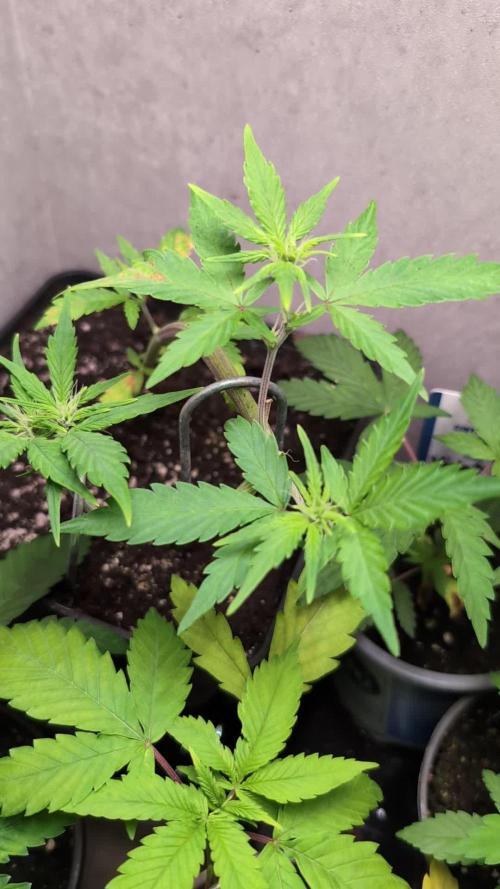 Purple Lemonade Auto Fast Buds Outdoor