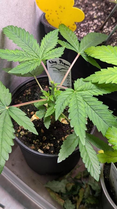 Glue Prom Walipini Seeds. Week 5 - Day 35