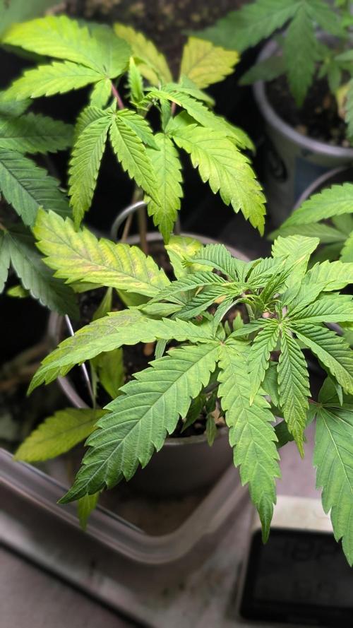 Strawberry Cola Sherbet F1 Fast Version. Week 5