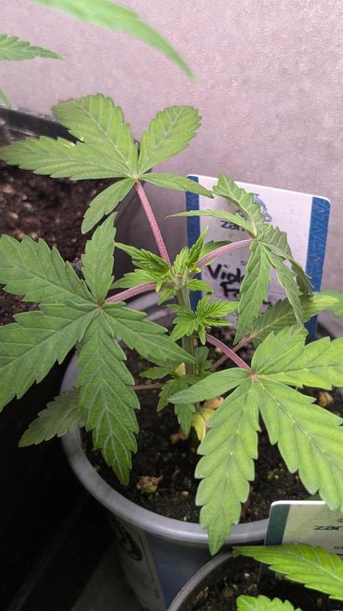 Violet Face Auto. Week 5