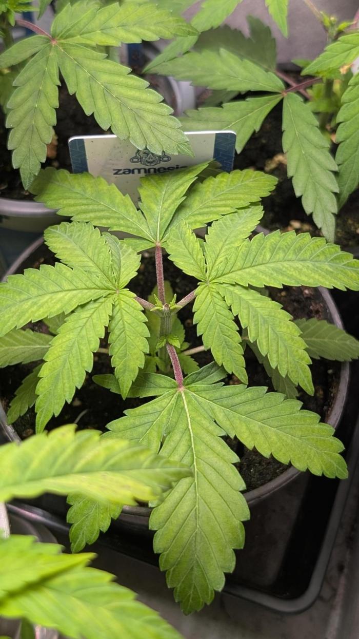 Super Boof Weed Seed Shop. Week 5 - Day 29