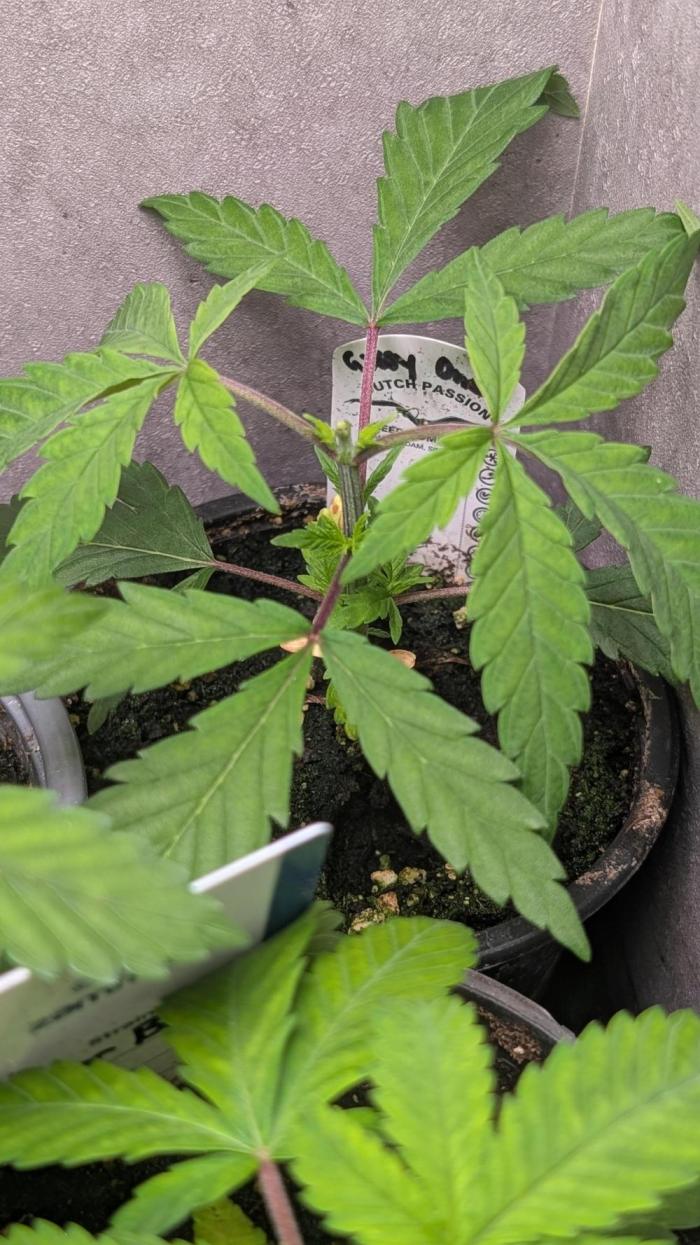 The Gassy One Super Sativa Seed Club. Week 5 - Day 29
