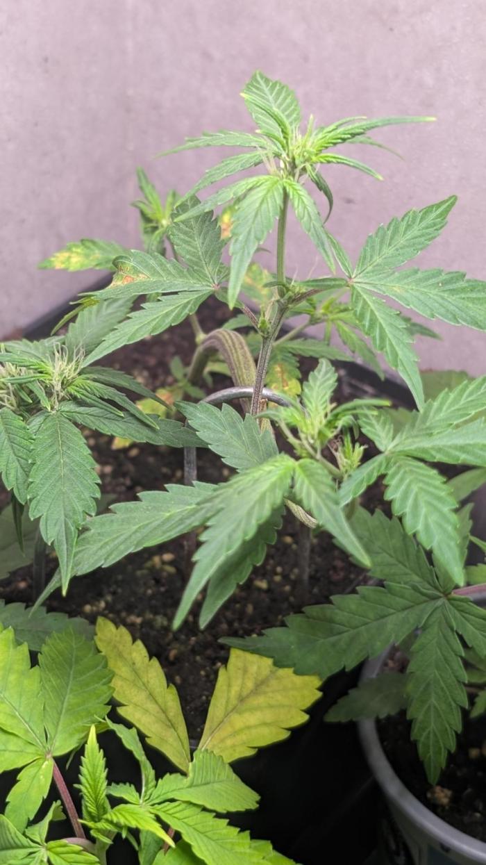 Purple Lemonade Auto Fast Buds Outdoor. Week 6 - Day 36