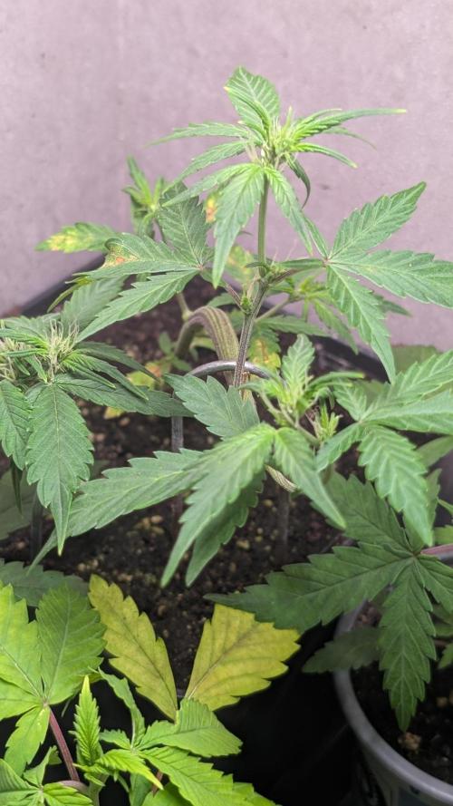 Purple Lemonade Auto. Week 6