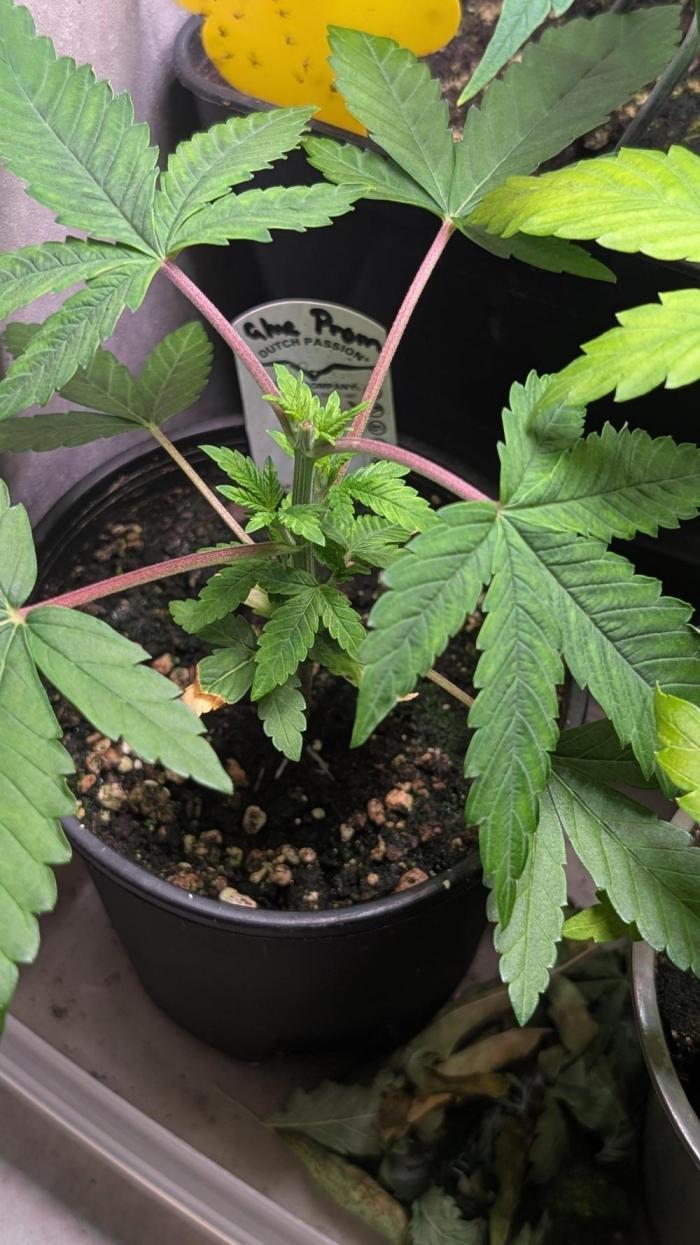 Glue Prom Walipini Seeds. Week 6 - Day 36