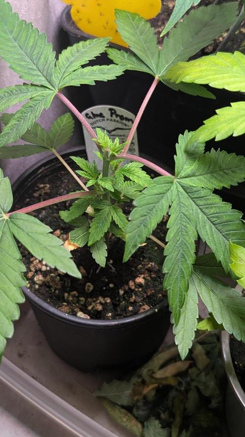 Glue Prom Walipini Seeds. Week 6 - Day 36