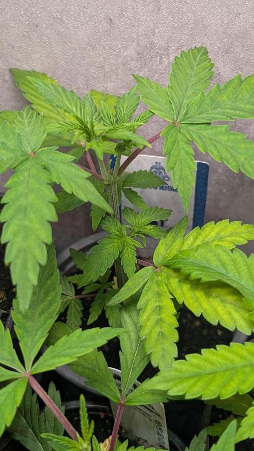 Violet Face Auto Anesia Seeds. Week 5 - Day 32