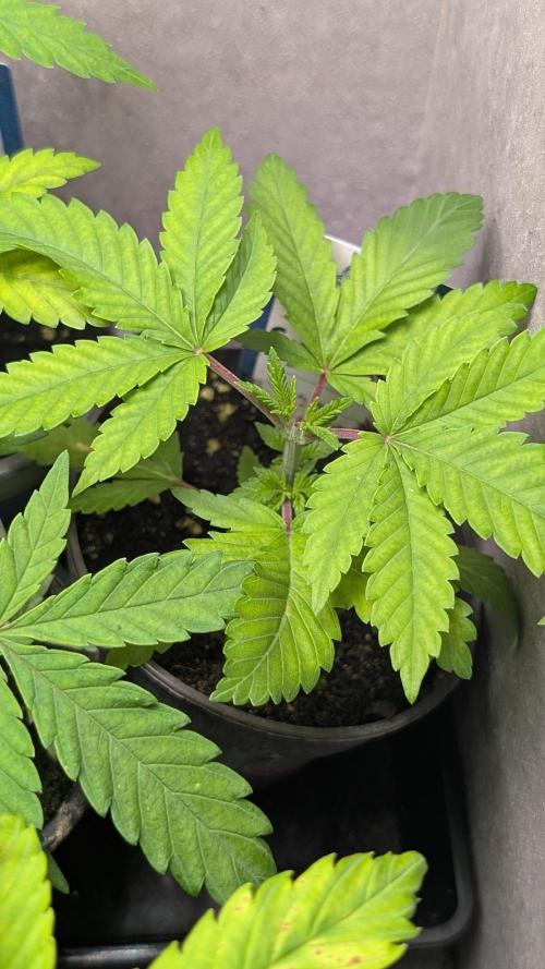 Super Boof Weed Seed Shop. Week 5 - Day 32